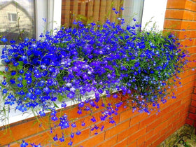 Pollinator-friendly Blue Cascade Lobelia boosts garden life.