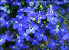 Blue Cascade blooms from spring to fall for vibrant season-long color.
