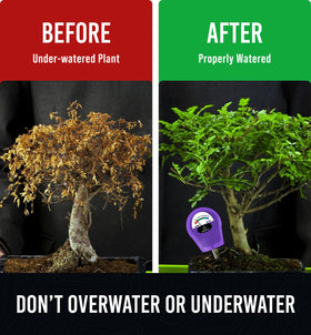 GROWIT meter used with potted plants to prevent overwatering