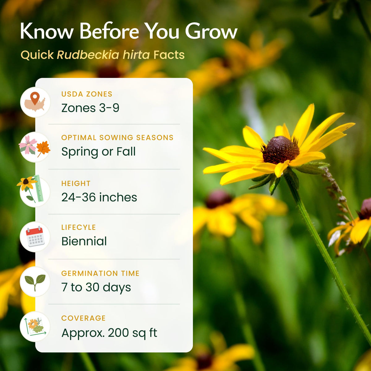 Created By Nature Black-Eyed Susan seeds germinating after spring sowing.