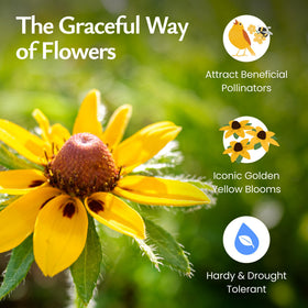 Created By Nature Black-Eyed Susan blooms attracting bees and butterflies across a meadow.