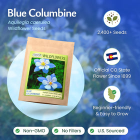 Created By Nature blue columbine bloom closeup showcases vivid blue and white petals for vibrant garden color