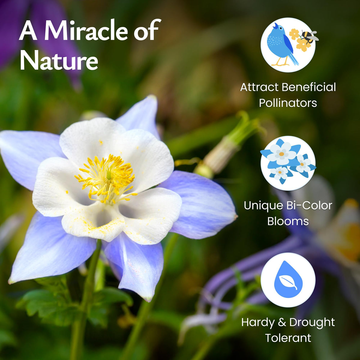 Created By Nature blue columbine seed-dispersal view guides easy planting in spring gardens