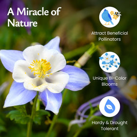 Created By Nature blue columbine seed-dispersal view guides easy planting in spring gardens