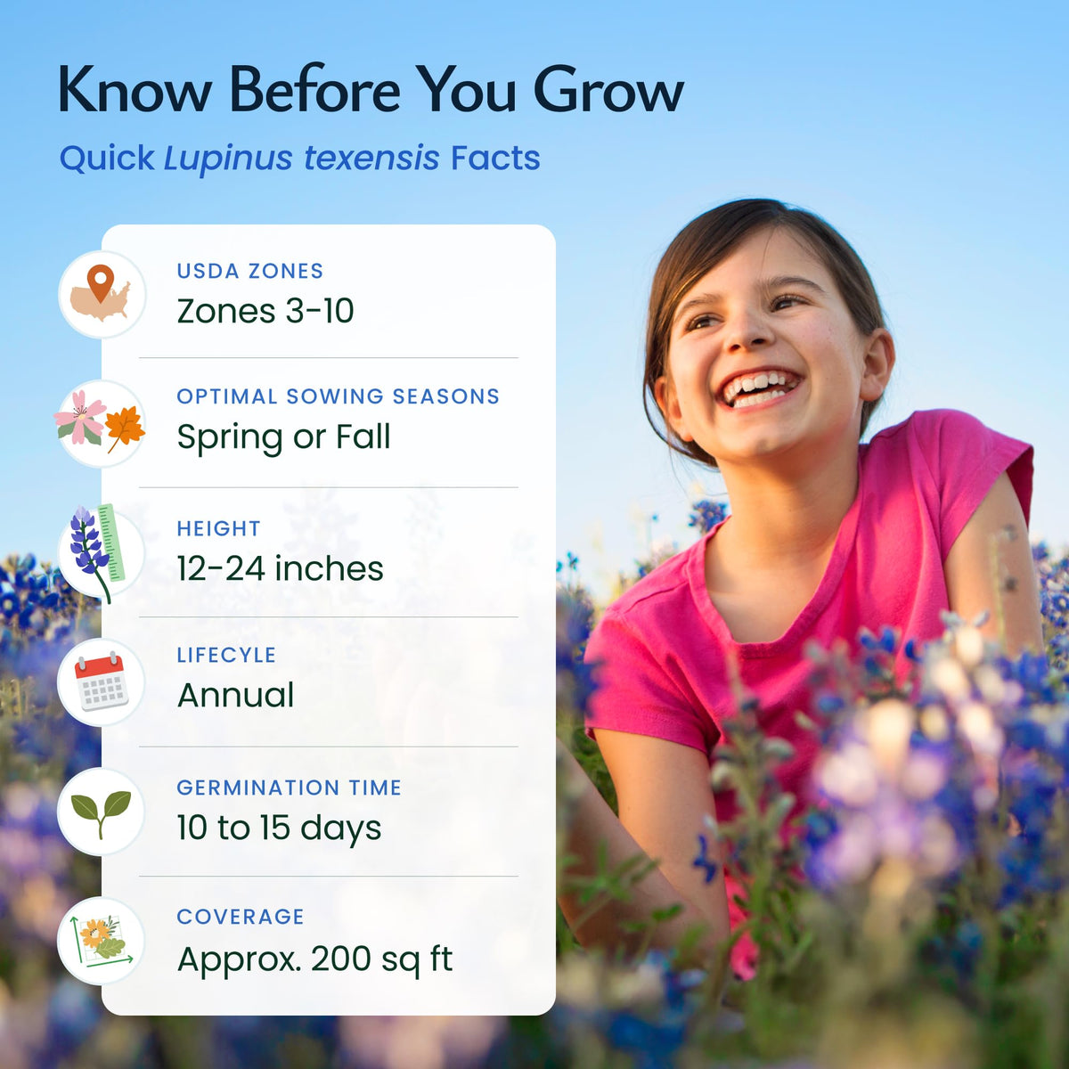 Created By Nature bluebonnets attract bees and butterflies, boosting garden biodiversity.