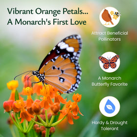 Created By Nature border garden featuring butterfly milkweed along the edge