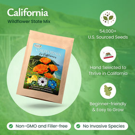 Created By Nature California Poppy seeds close-up for vibrant spring color and charm.