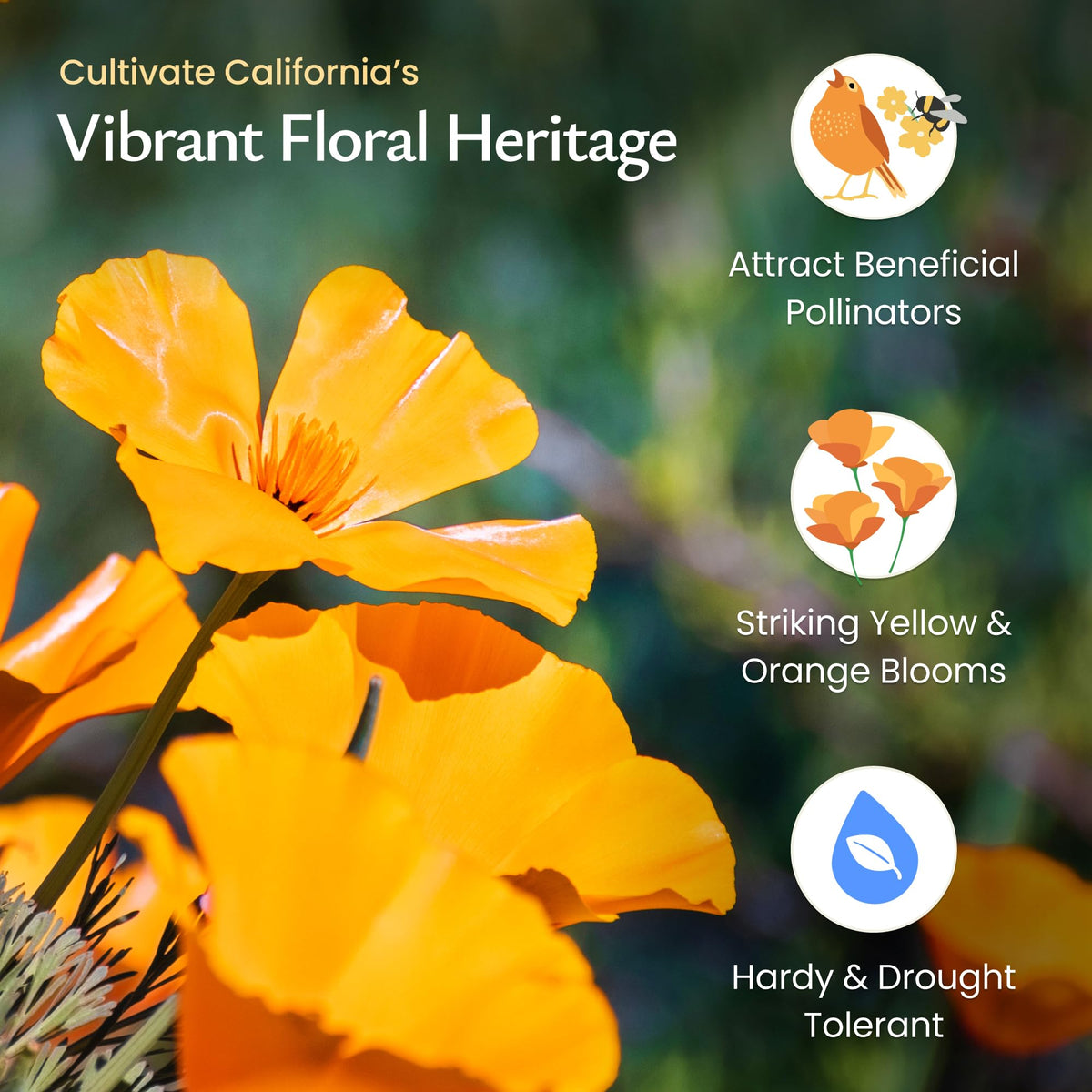 Created By Nature California Poppy Seeds cover up to 200 sq ft with vibrant color.