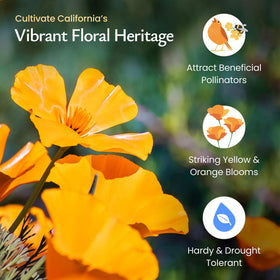 Created By Nature California Poppy Seeds cover up to 200 sq ft with vibrant color.