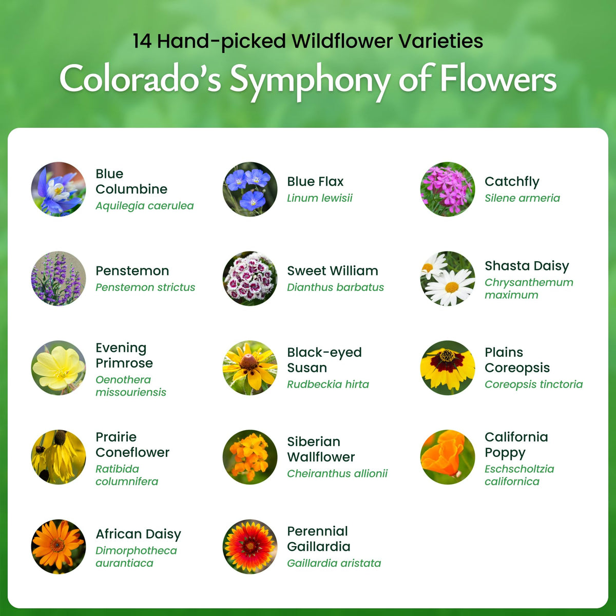 Created By Nature Colorado wildflower mix black-eyed susan provides warm focal blooms.