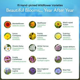 Created By Nature columbine, daisy, blue flax bloom variety display