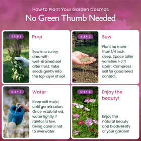Created By Nature Cosmos Sensation Mix bed-border color idea for easy garden color