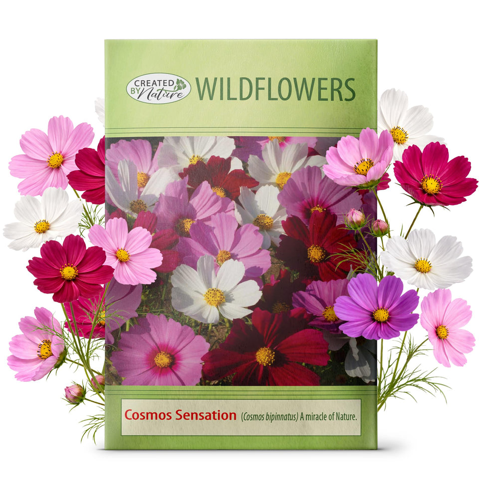 Created By Nature Cosmos Sensation Mix pink blooms attract bees for a pollinator-friendly garden
