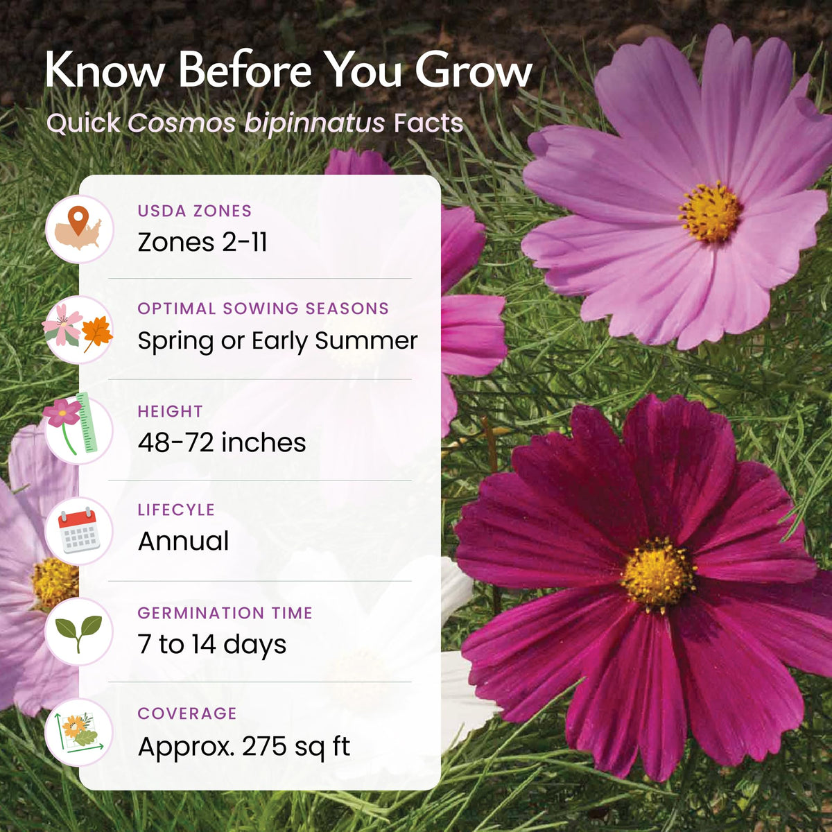 Created By Nature Cosmos Sensation Mix supports pollinators and biodiversity in seasonal beds