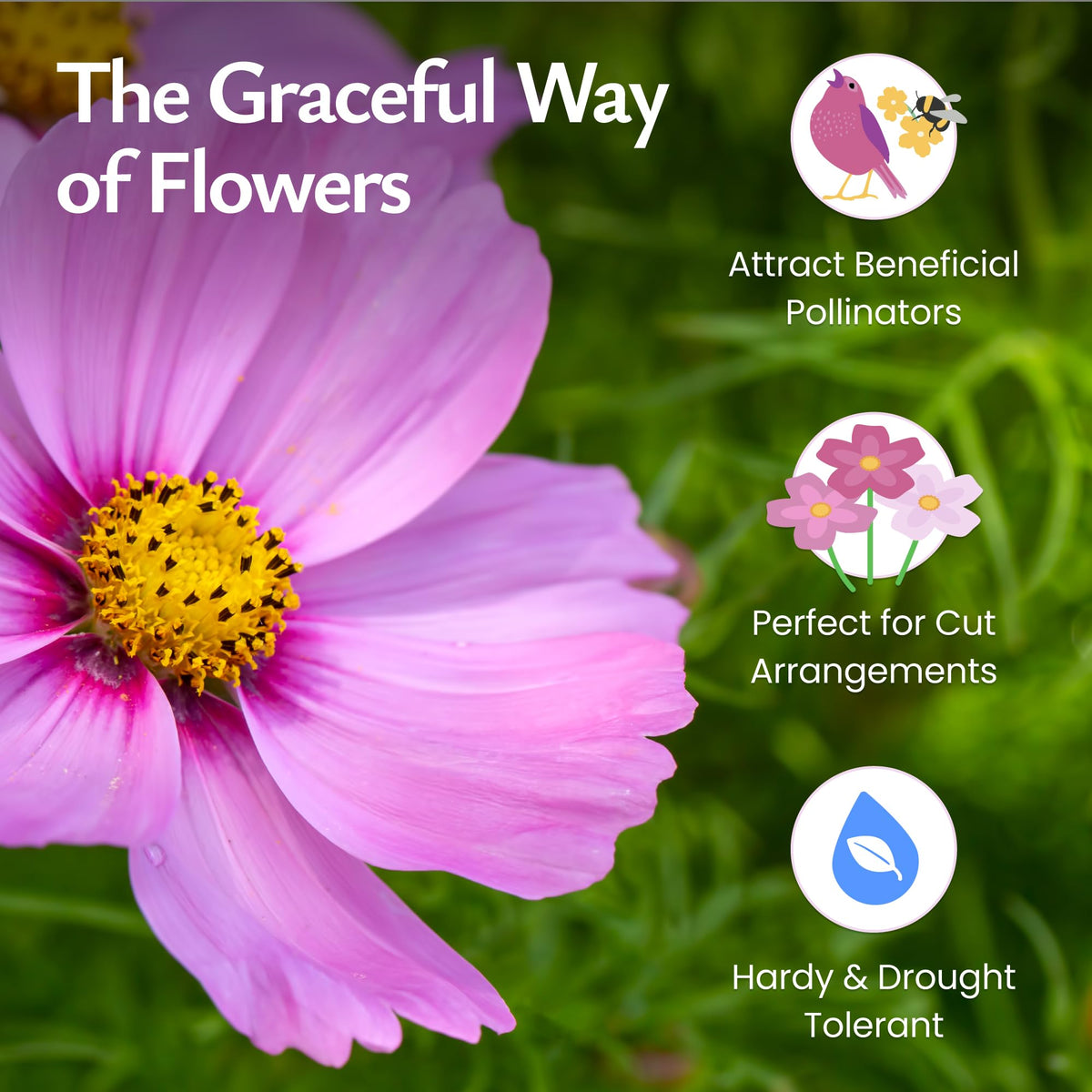 Created By Nature Cosmos Sensation Mix white blooms illuminate sunny beds with airy color