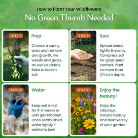 Created By Nature Minnesota wildflowers blooming in a garden bed offer color throughout seasons.