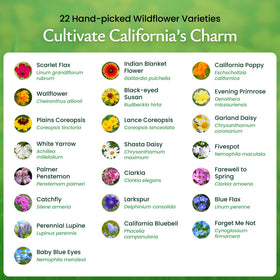 Created By Nature Pollinator-friendly wildflower meadow supports bees and butterflies.
