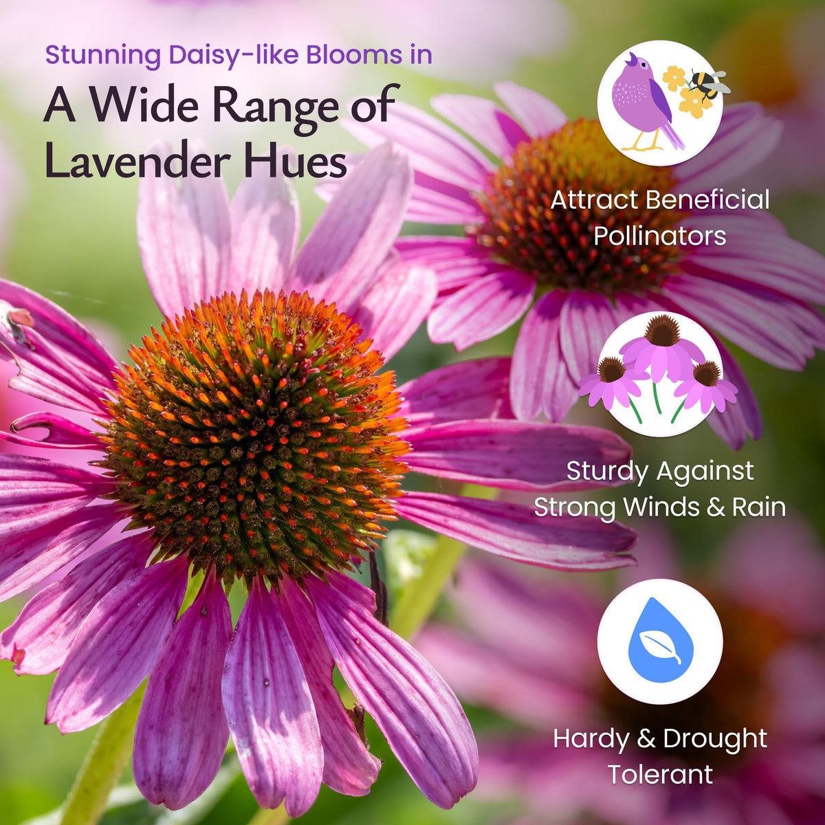 Created By Nature purple coneflower seeds planted in well draining soil.