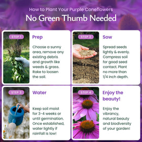 Created By Nature purple coneflower blooms attract pollinators in vibrant garden.
