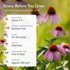 Created By Nature purple coneflowers brighten beds in sun or partial shade.