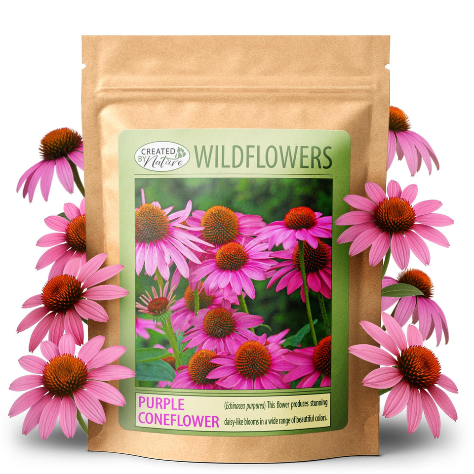Created By Nature purple coneflower seeds packet ready for spring planting and color.