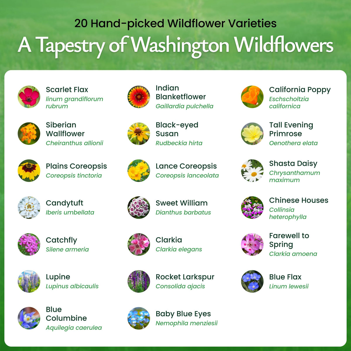 Created By Nature Washington lupine-seed for tall color and wildlife-friendly borders