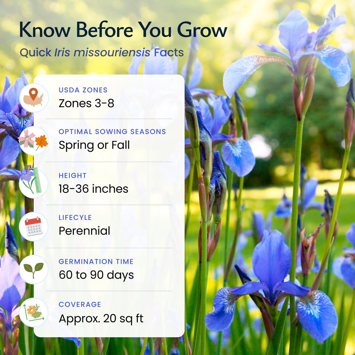 Created By Nature Wild Iris blooms attract bees, butterflies, and hummingbirds