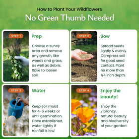 Created By Nature Wildflower seeds for borders and meadows with easy growth.