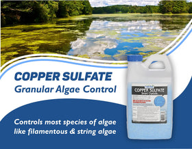 Crystal Blue granular algaecide on thick algae mats for targeted treatment.