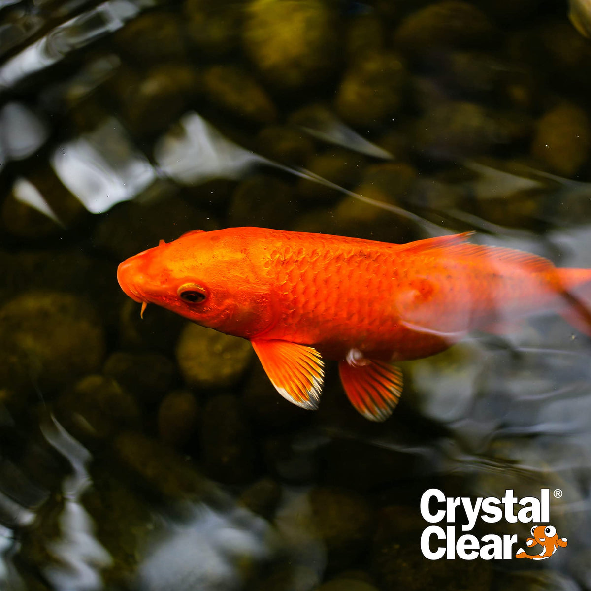CrystalClear Algae D-Solv koi-safe pond setup with ornamental plants