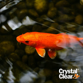 CrystalClear Algae D-Solv koi-safe pond setup with ornamental plants
