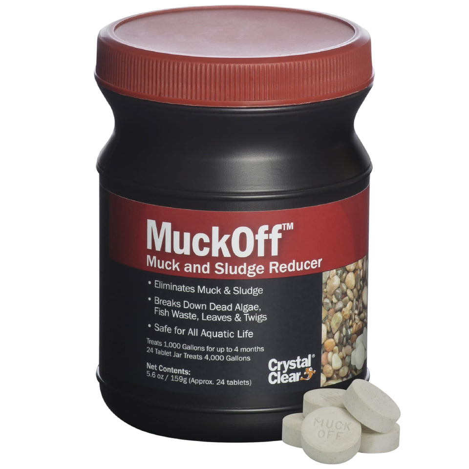 CrystalClear MuckOff tablets dissolving, starting muck digestion for clearer pond water