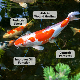 CrystalClear ParaSalt is safe for aquatic life and plants