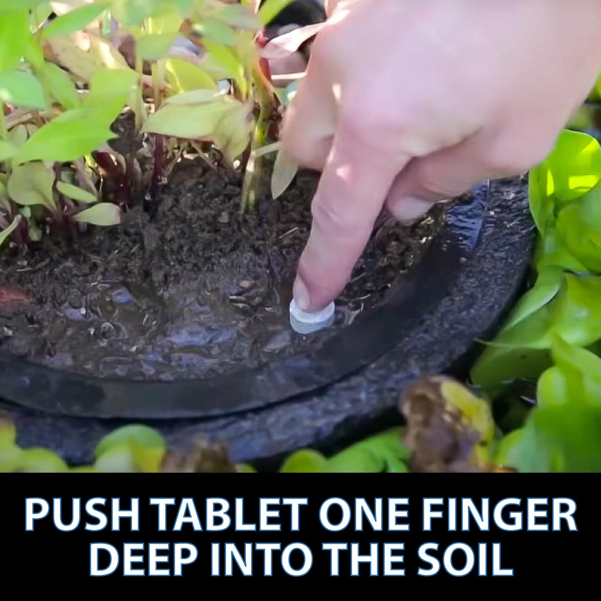 CrystalClear Thrive tablet supports pond plant root development and healthy foliage