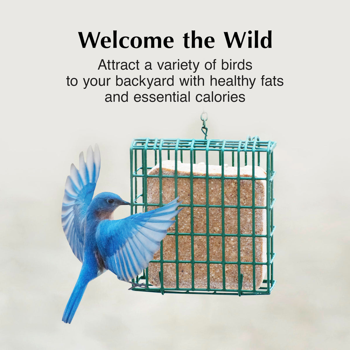 C&S High Energy Delight attracts woodpeckers, nuthatches and chickadees at feeder.