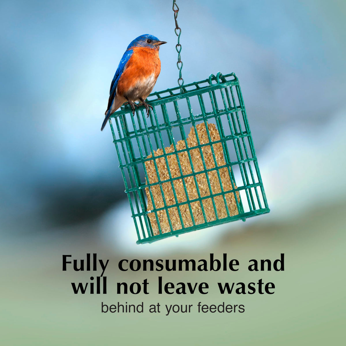 C&S Mealworm Delight attracts bluebirds, cardinals and other birds with rich ingredients.