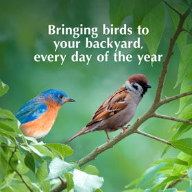 C&S Mealworm Delight keeps backyard birds active with no-melt performance.