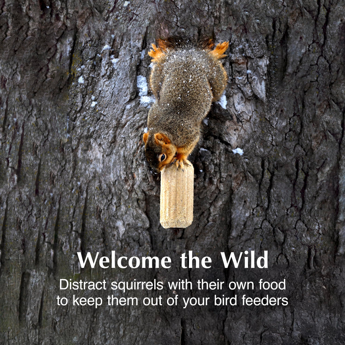 C&S Nut’n Sweet Corn Squirrelog in backyard feeder illustrates year-round wildlife attraction