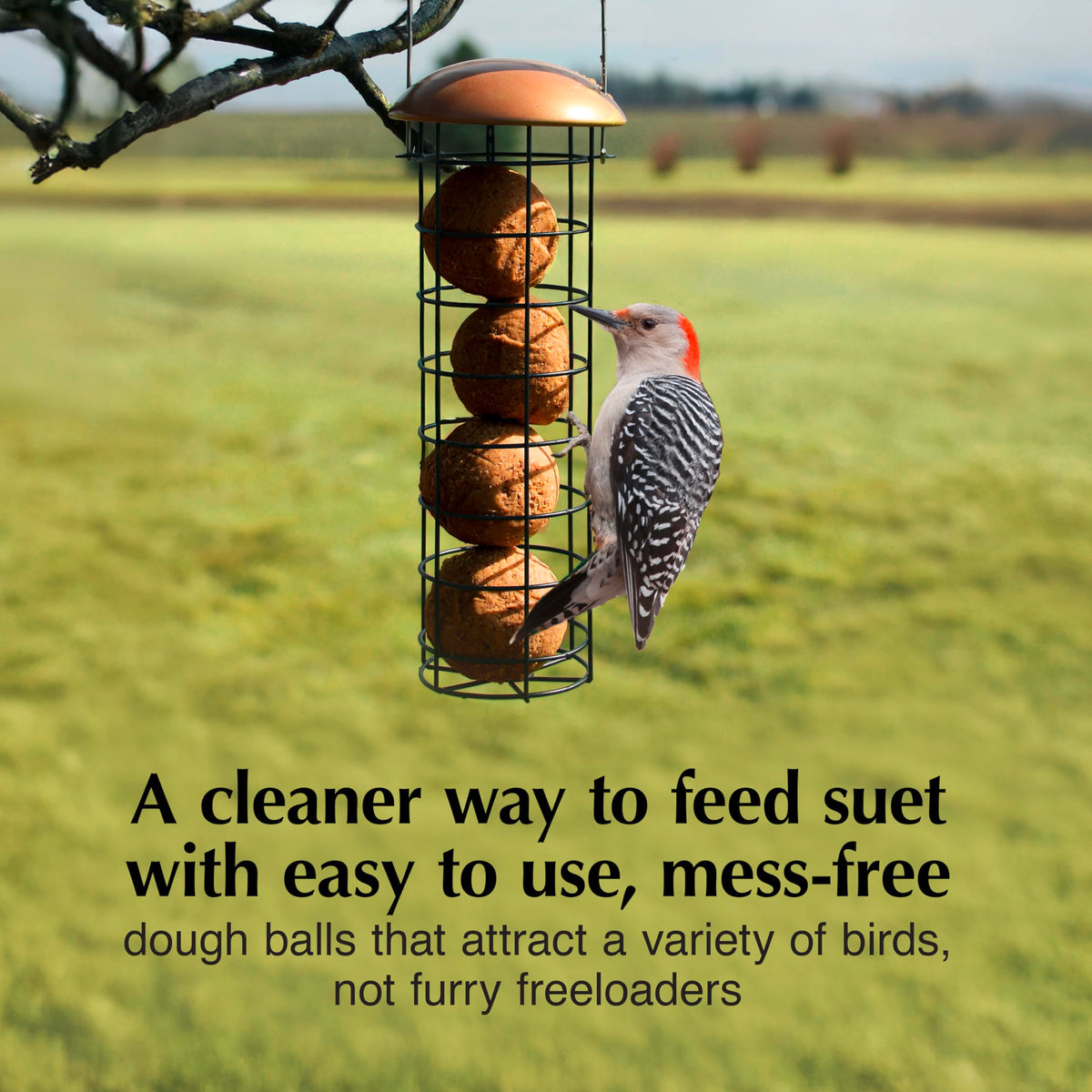 C&S No Melt Dough Ball feeds birds cleanly at a backyard feeder