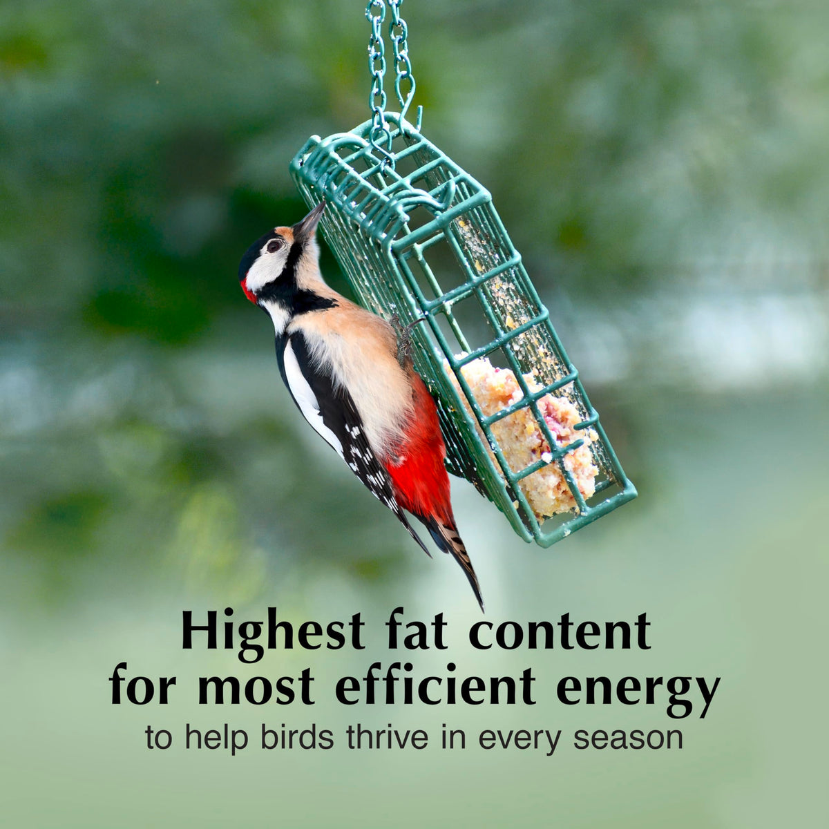 C&S suet cake is easy to use in a suet feeder.