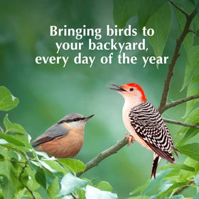 C&S Peanut Suet Treat provides year-round energy at feeders.