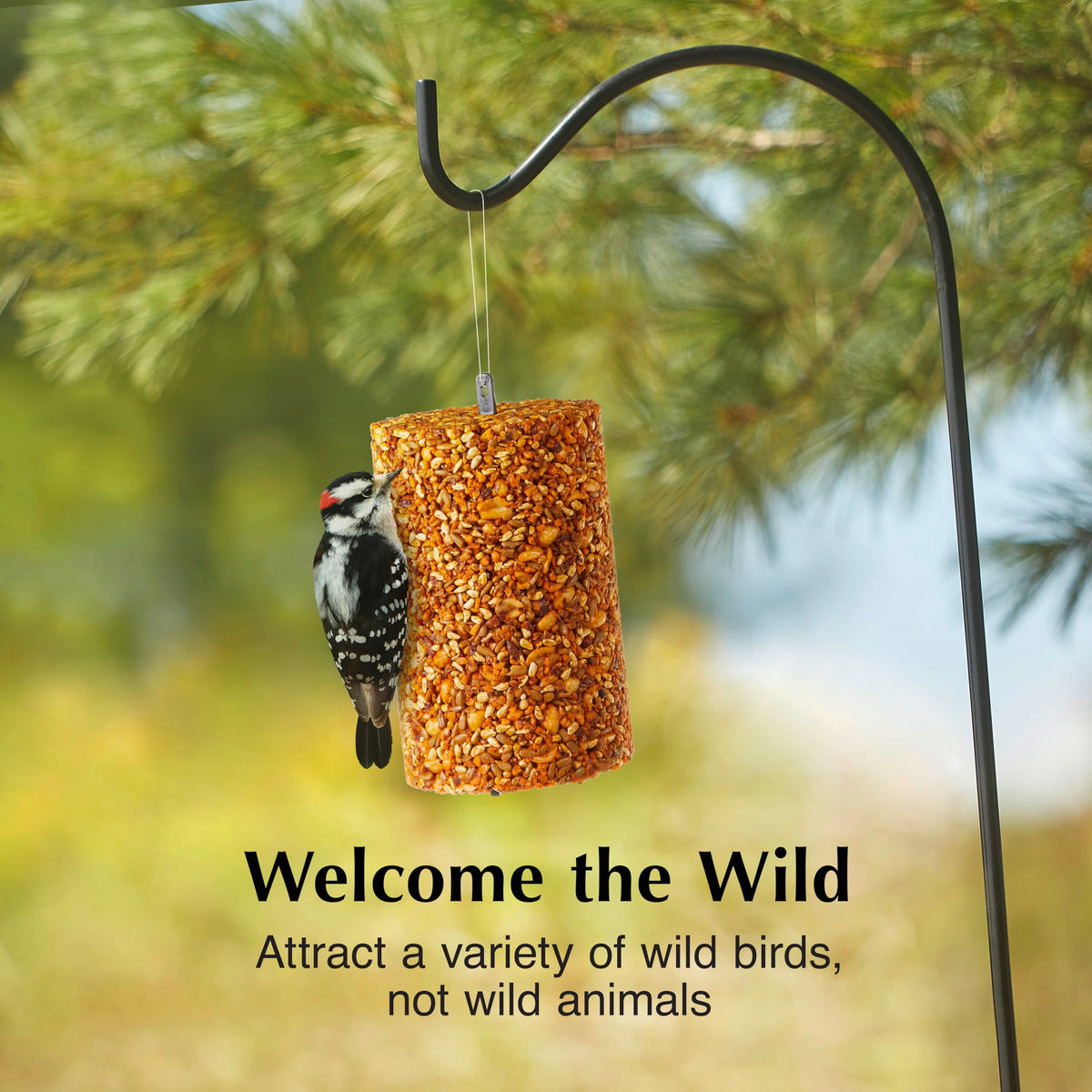 Spicy wild bird seed cylinder backyard setup attracting a variety of birds.