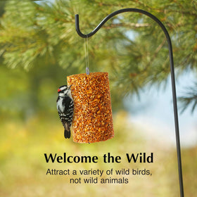 Spicy wild bird seed cylinder backyard setup attracting a variety of birds.
