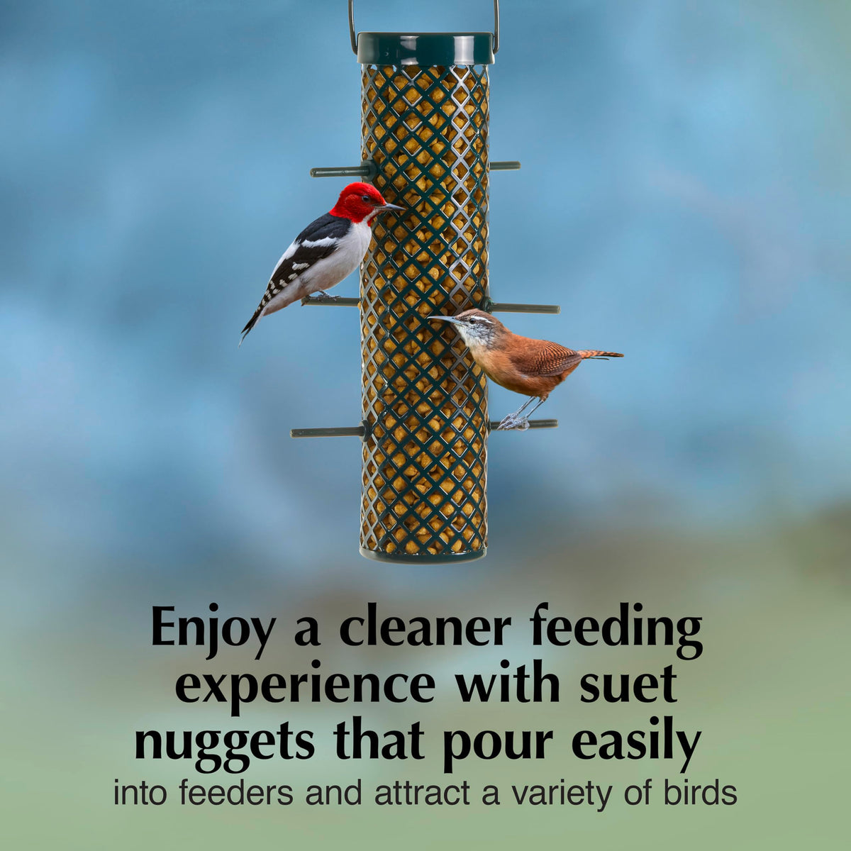 Nuthatches come closer to C&S Sunflower Suet Nuggets when offered year-round nourishment.