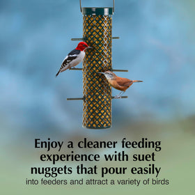Nuthatches come closer to C&S Sunflower Suet Nuggets when offered year-round nourishment.