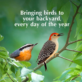 A flexible feeding option that attracts suet, insect and fruit-loving birds.