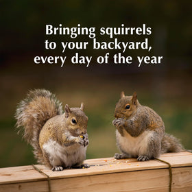 C&S Squirrelog backyard-entertainment showcases playful squirrels in your yard.