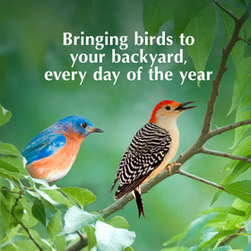 Backyard birds stay energized with high-fat, high-protein bites from C&S.