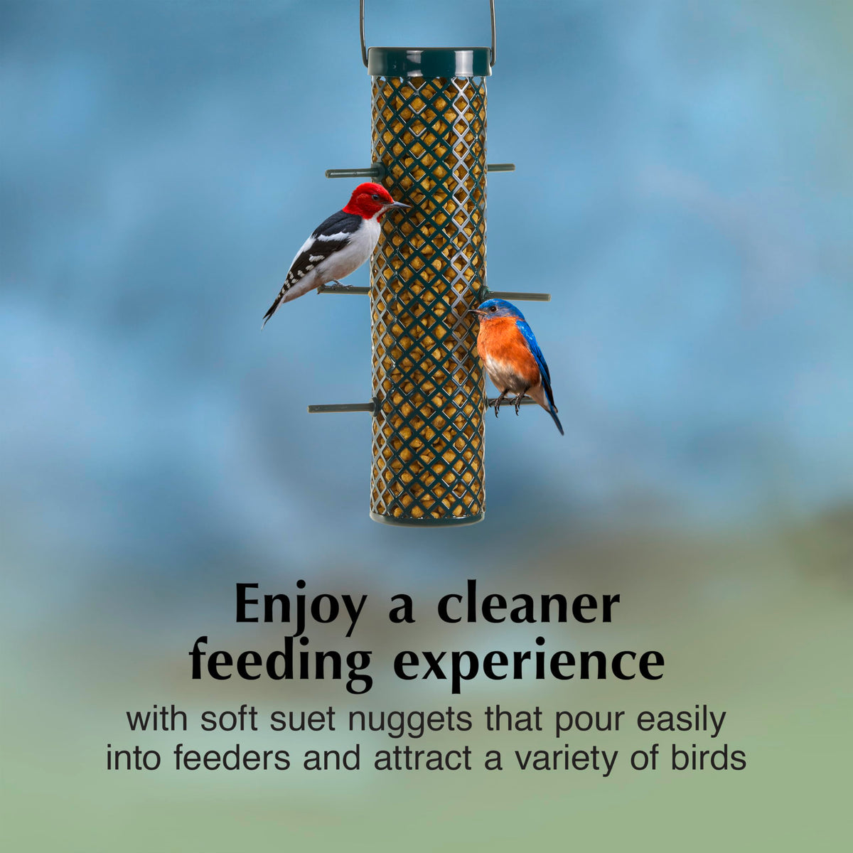 C&S USA-made nuggets offer reliable ingredients trusted by backyard bird lovers.
