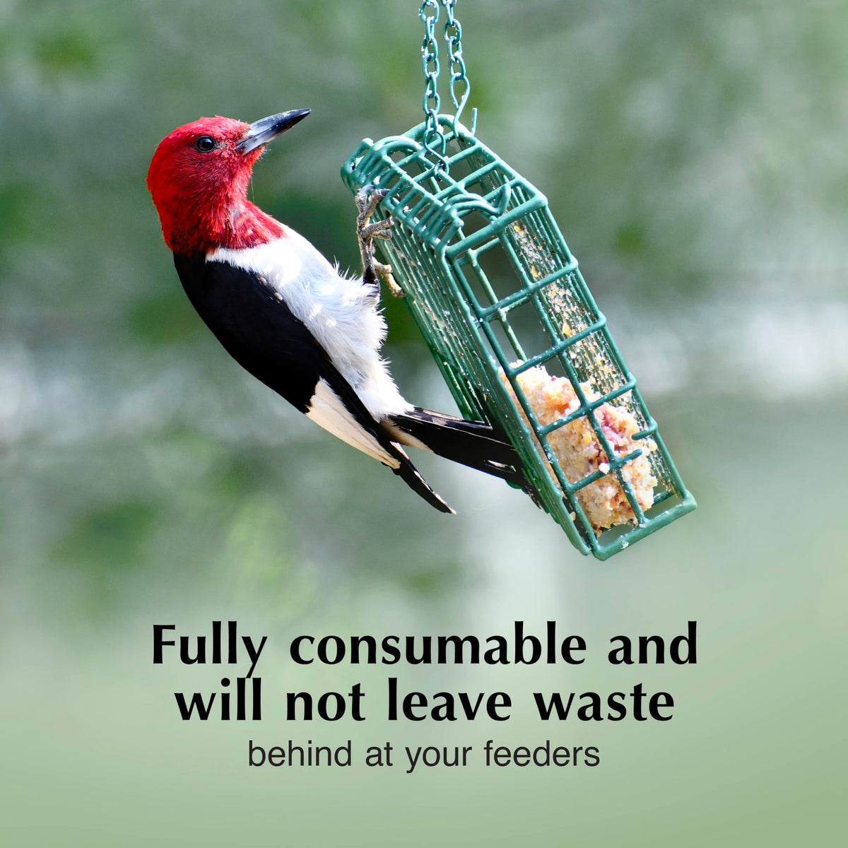 Back of pack shows ingredients for C&S Woodpecker Delight No Melt Suet Dough